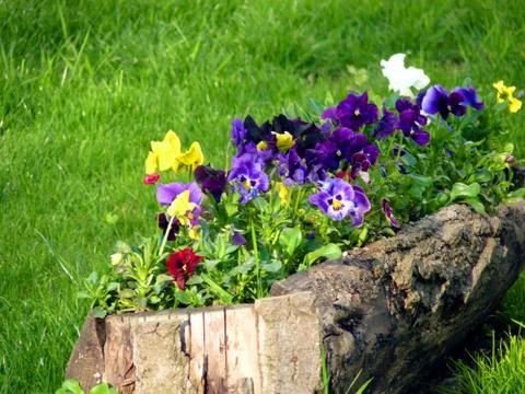 Fresh flower Stock Photos