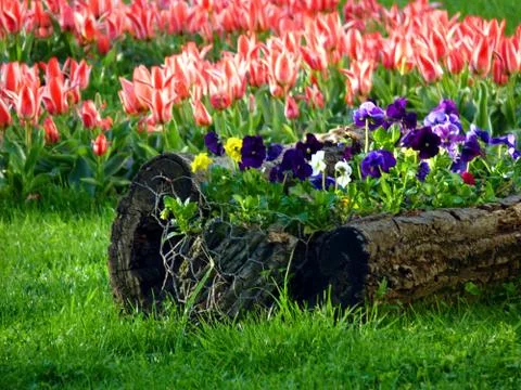 Fresh flower Stock Photos