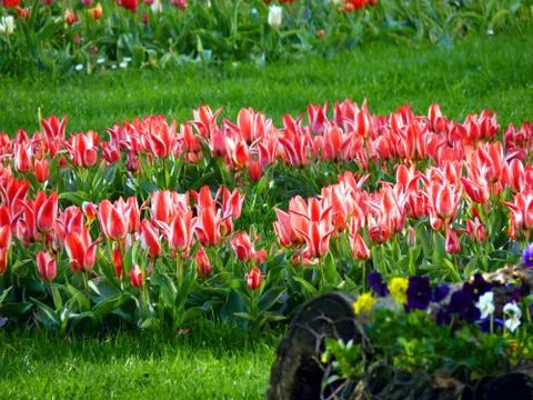 Fresh flower Foto stock