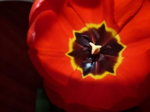 Fresh flower Stock Photos