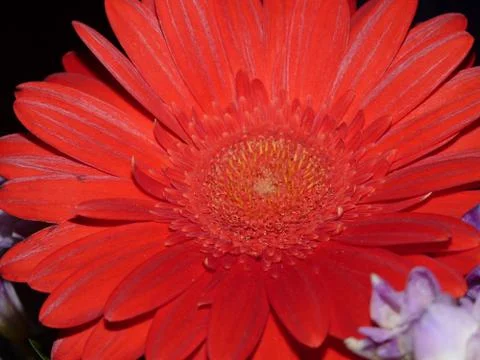 Fresh flower Foto stock