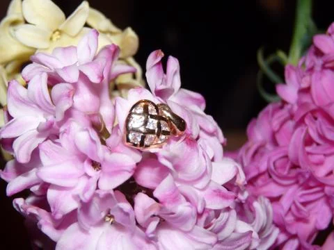 Fresh flower  Stock Photos