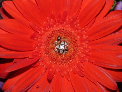 Fresh flower  Foto stock