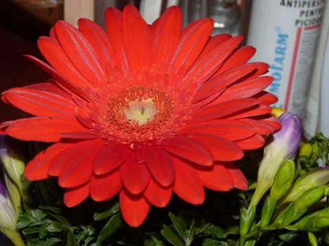 Fresh flower  Stock Photos