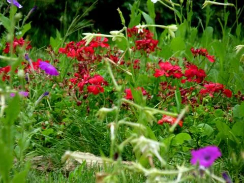 Fresh flower Stock Photos