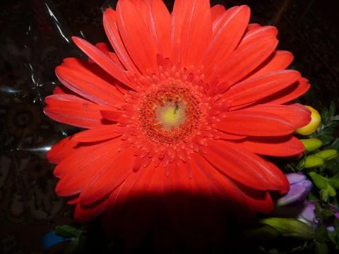 Fresh flower Stock Photos