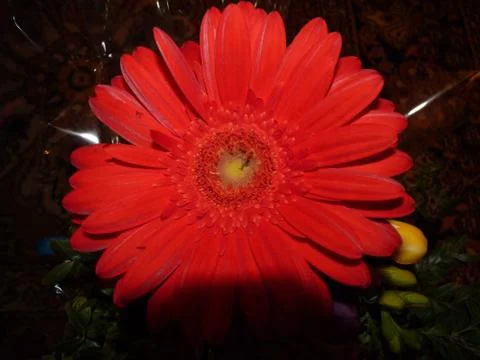 Fresh flower Stock Photos
