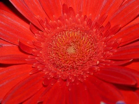 Fresh flower Stock Photos