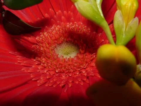 Fresh flower  Foto stock