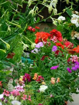 Fresh flower Stock Photos
