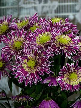 Fresh flower Stock Photos