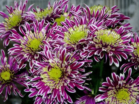 Fresh flower Stock Photos