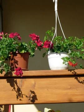 Fresh flower Stock Photos