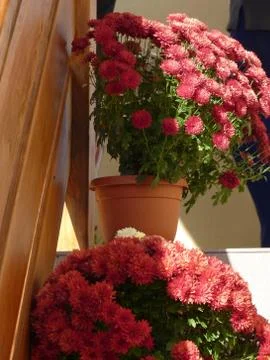 Fresh flower Stock Photos