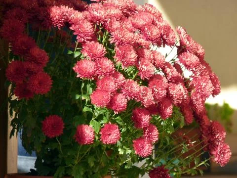 Fresh flower Foto stock