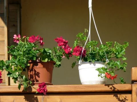 Fresh flower Stock Photos