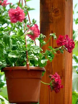 Fresh flower Stock Photos