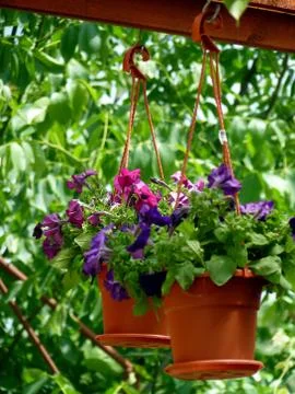Fresh flower Stock Photos