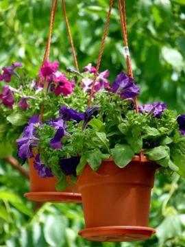 Fresh flower Stock Photos