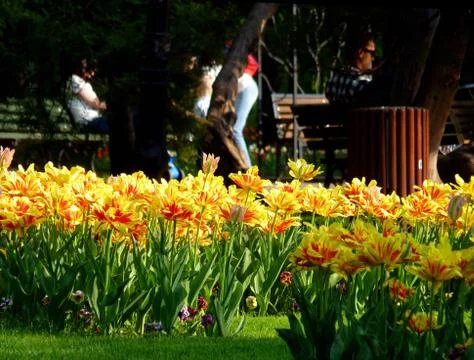 Fresh flower Stock Photos