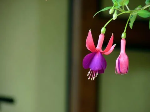 Fresh flower Stock Photos
