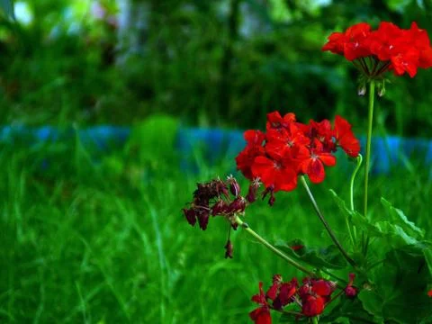 Fresh flower Stock Photos