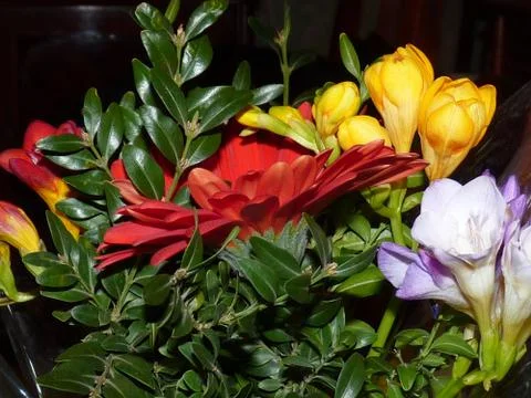 Fresh flower  Stock Photos