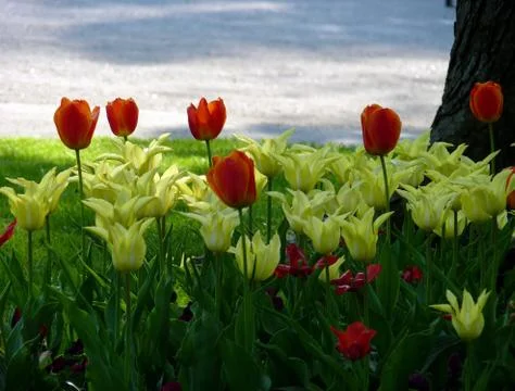 Fresh flower Stock Photos
