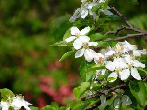 Fresh flower Stock Photos