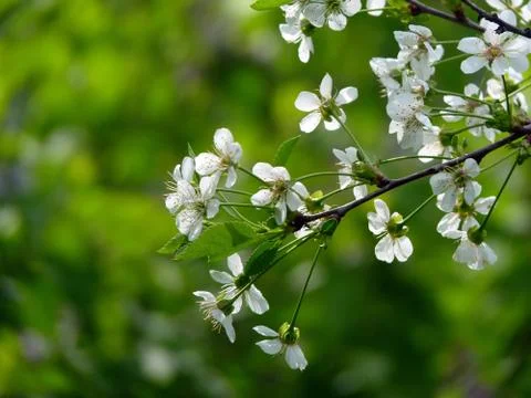 Fresh flower Foto stock
