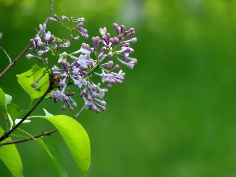 Fresh flower Stock Photos