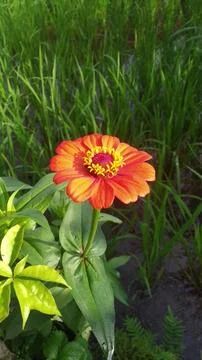 Fresh Flower 写真素材