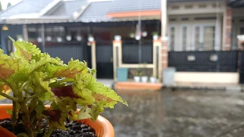 Fresh flower before the raindrop Stock Footage 149583685