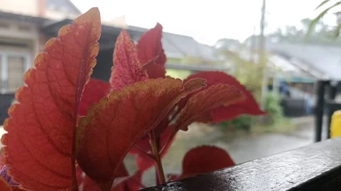 Fresh flower before the raindrop Stock Footage 149592672