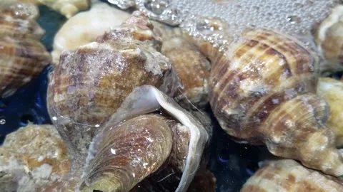Fresh flower snail Stock Footage 281417827