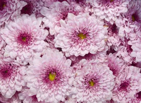 Fresh Flowers Background Stock Photos