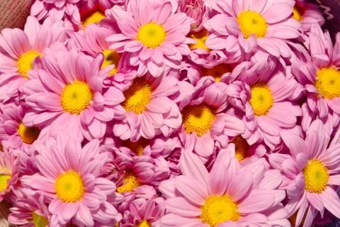 Fresh Flowers Background Stock Photos