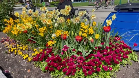 Fresh flowers bloom Video stock 239950578