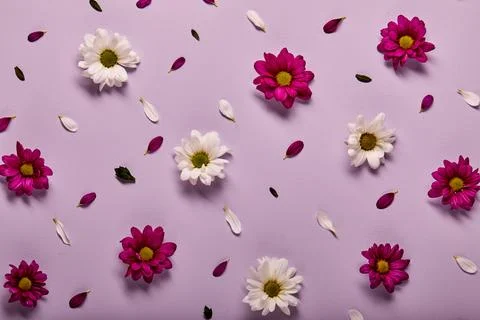 Fresh flowers composition. chrysanthemums pattern, spring and summer flowers on Stock Photos