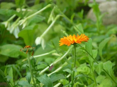 FRESH flowers Stock Photos