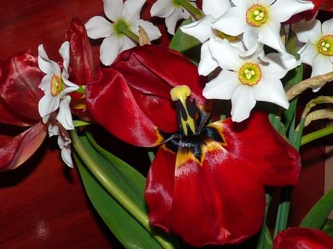 Fresh flowers Stock Photos
