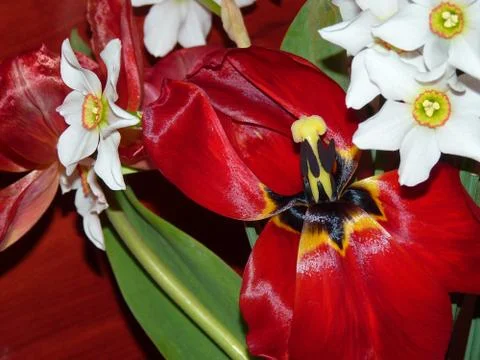 Fresh flowers Stock Photos