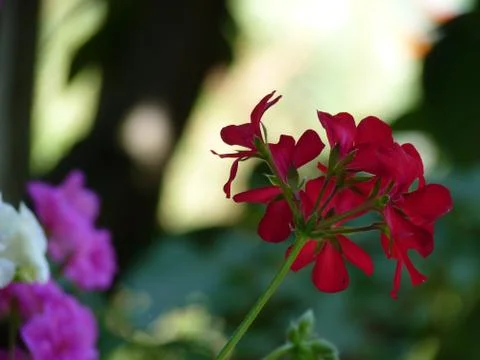 Fresh flowers Stock Photos