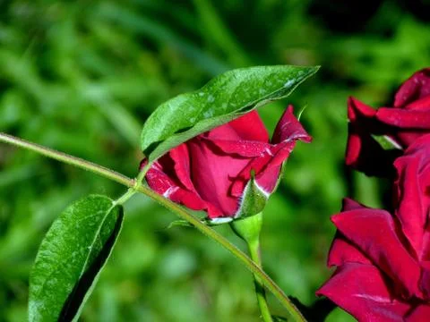 Fresh flowers Foto stock