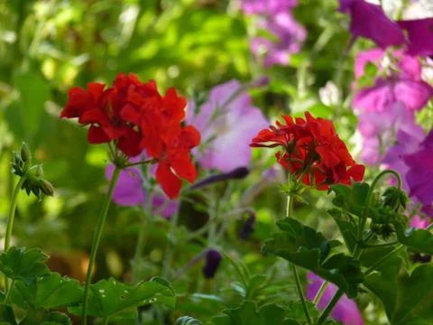 Fresh flowers Foto stock