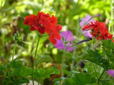 Fresh flowers Foto stock