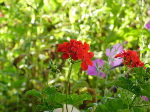 Fresh flowers Stock Photos