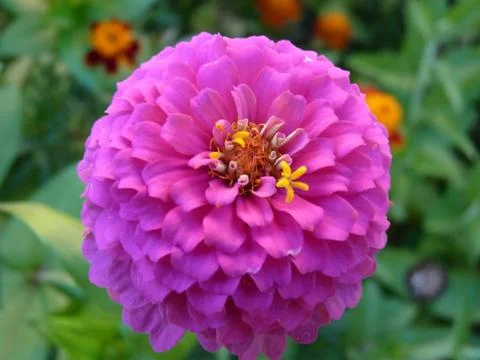 Fresh flowers Stock Photos