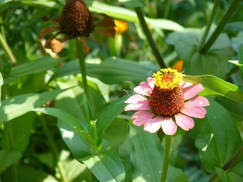 Fresh flowers Stock Photos