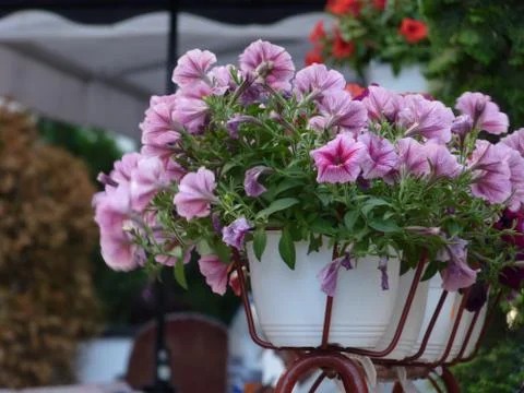 Fresh flowers Stock Photos